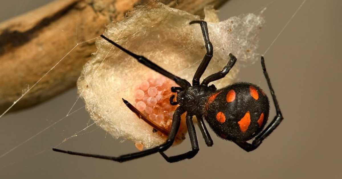 Alla scoperta della malmignatta, la piccola "vedova nera" che abita i muretti a secco